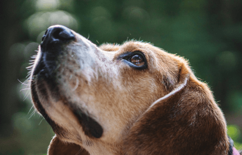 when to euthanize old dog