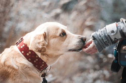 Euthanize a dog how to cope with grief