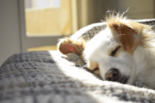 When To Euthanize A Dog With Cancer  