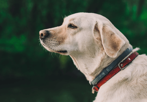 how to know when to put your aging dog down