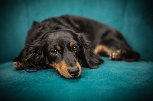 When to put down a Dog with Cancer Sydney