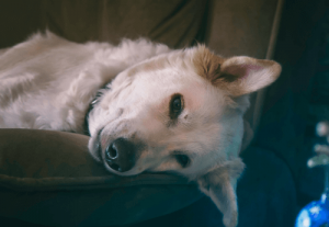 What to Do When Your Dog Dies at Home - Pet Memorial Australia