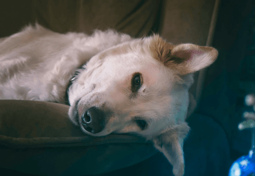 What should You Do When Your Dog Dies at Home