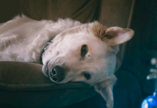 What To Do When Your Dog Dies At Home Pet Memorial Australia