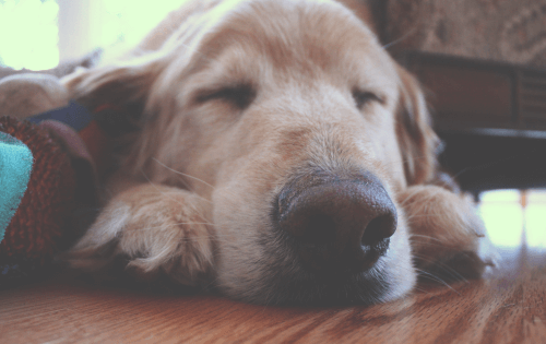 what to do when dog dies at home