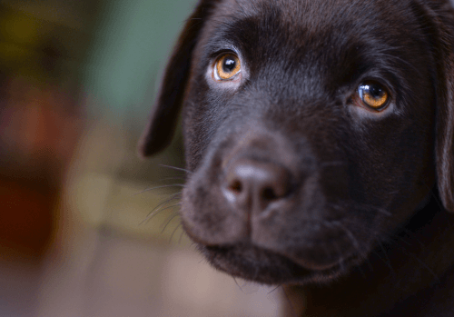 Dog Euthanasia Cost in Sydney - Pet Memorial Australia
