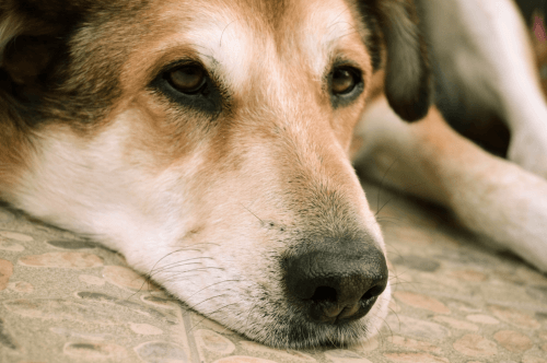 Dog Euthanasia Cost in Sydney - Pet Memorial Australia