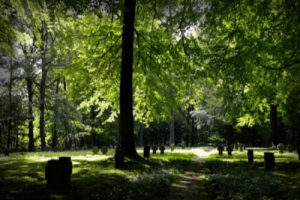 Pet Cemetery Sydney - Pet Memorial Australia