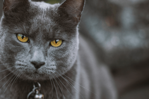 pet cemeteries melbourne