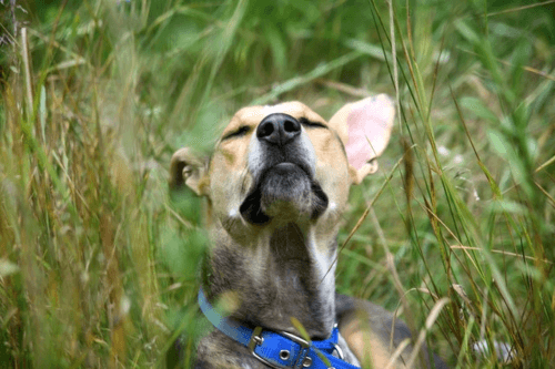 can pets be buried in human cemeteries