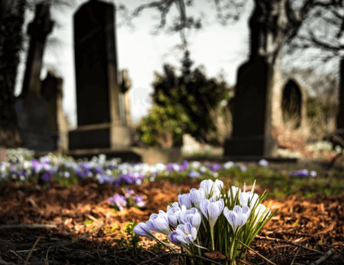 can pets be buried in human cemeteries