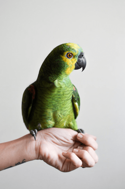 pet cemetery brisbane