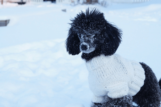 Some breeds love the cold, many are extremely sensitive to chilly weather