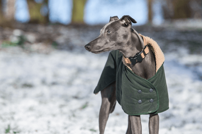 how to keep your dog warm on a cold winter day