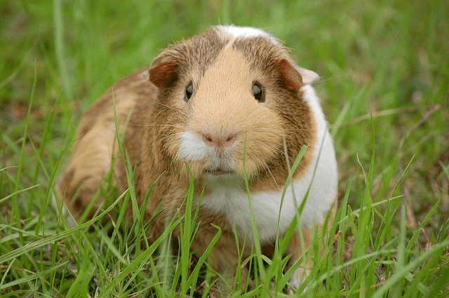 small pet cremation wollongong