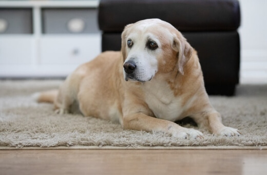 Old dog at home before a mobile dog euthanasia service arrives