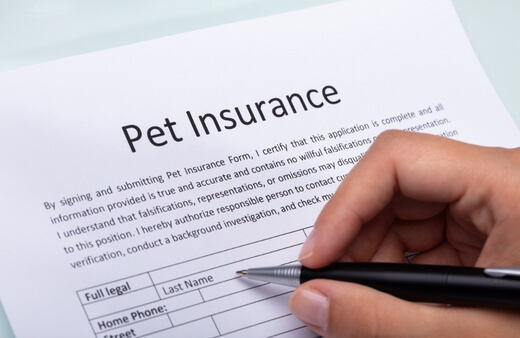 Best Pet Insurance Australia