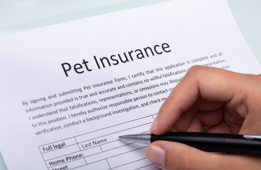 pet travel insurance australia