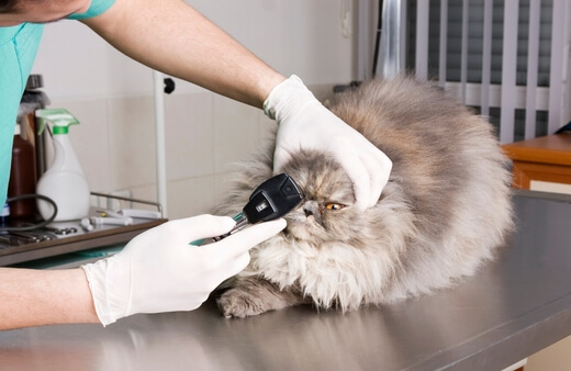 Pet Insurance for Cats