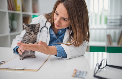 What Should Pet Insurance Offer