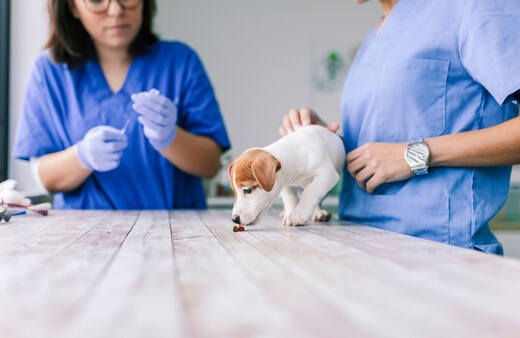 What is a Dog Dewormer?