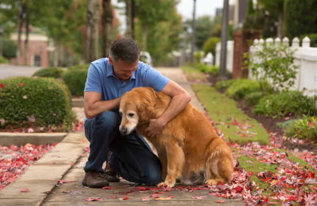Dog euthanasia is often a choice made by pet owners when their dog's quality of life has deteriorated due to severe illness, age, or untreatable health conditions