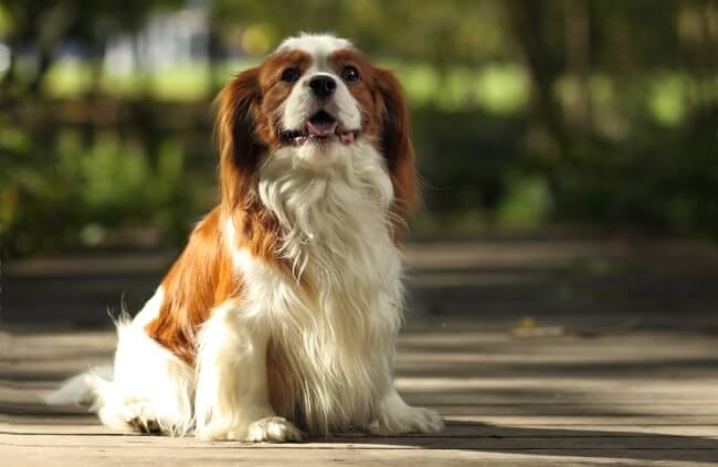 Dog Insurance for Older Dogs