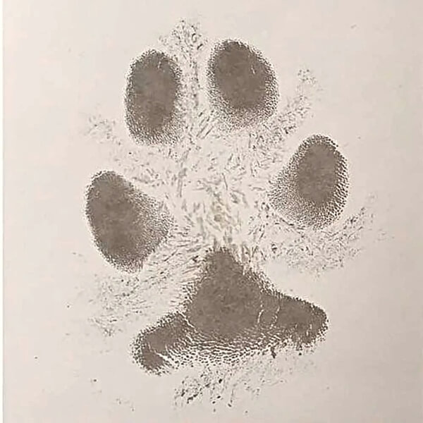 Inkless Dog and Cat Paw Print Kit