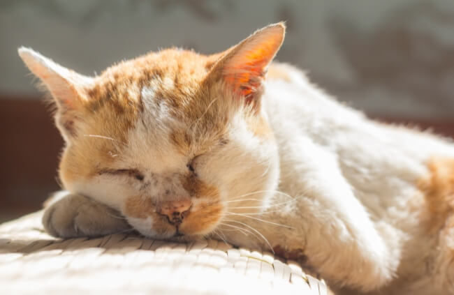 Pet Insurance for Older Cats
