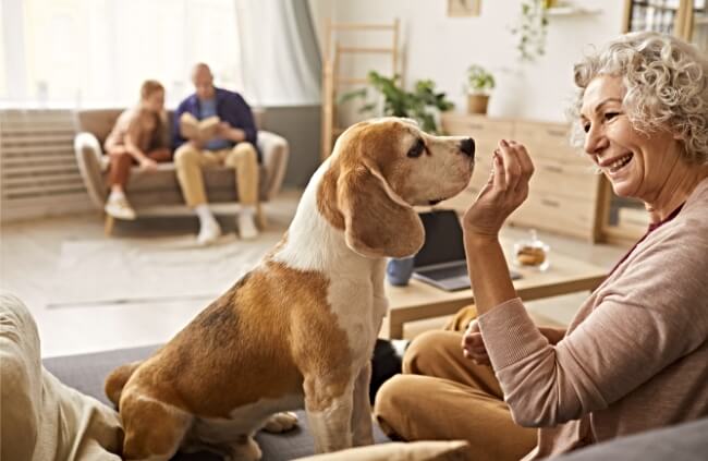 Pet Insurance for Seniors
