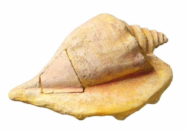 Conch Shell Biodegradable Urn for Land and Water - Everista Memorials