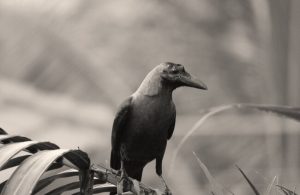 27 Loss Of A Pet Bird Quotes - Pet Memorial Australia