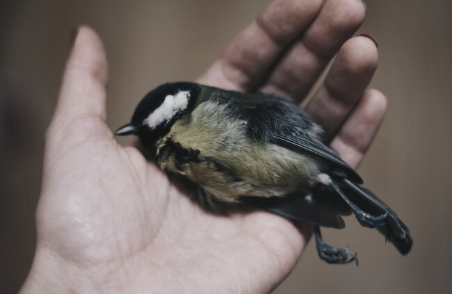 Quotes About Grieving a Pet Bird