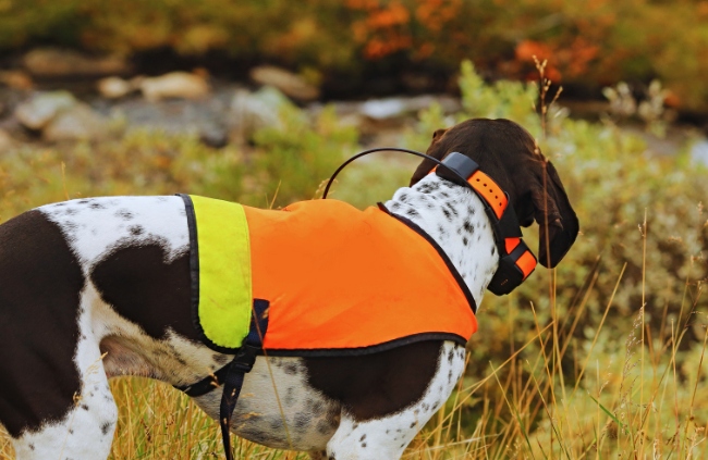 A dog wearing a pet tracker