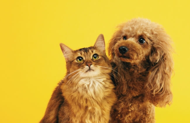 BUPA Pet Insurance Review