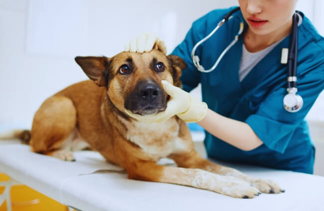 BUPA Pet Insurance offers sensible and affordable insurance policies for your pets