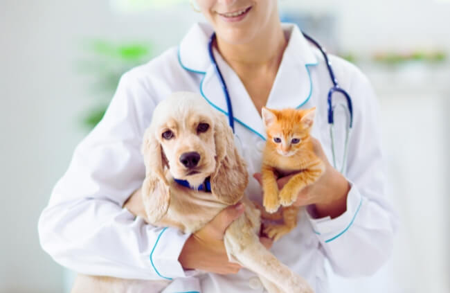 Bow Wow Meow Pet Insurance provides lifetime policies for pets