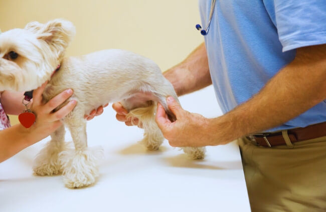 Dog Anal Glands Rupture Treatment