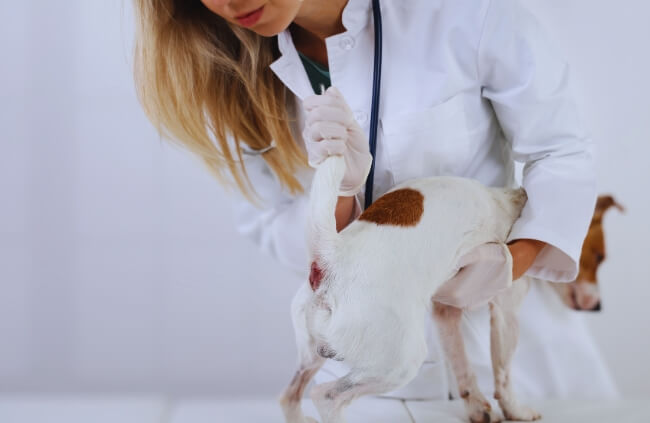 Dog infected anal gland is also known as anal sac disease