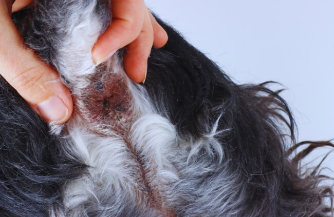 Infected anal glands in Dogs are usually swollen and red
