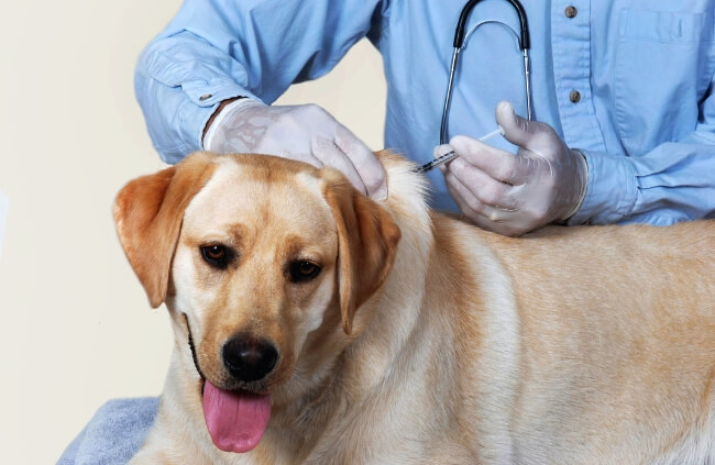 Vaccination can reduce the severity of kennel cough symptoms