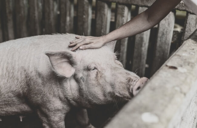 Livestock cremation is an alternative method to bury a deceased livestock