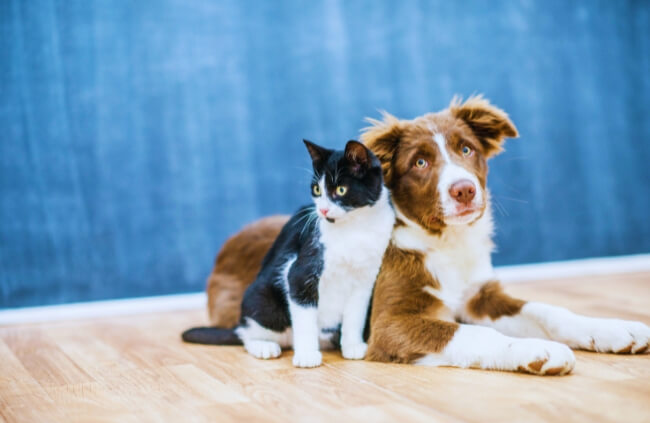 RSPCA Pet Insurance Covers dogs and cats