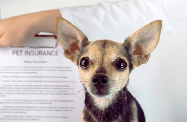 RSPCA Pet Insurance Review
