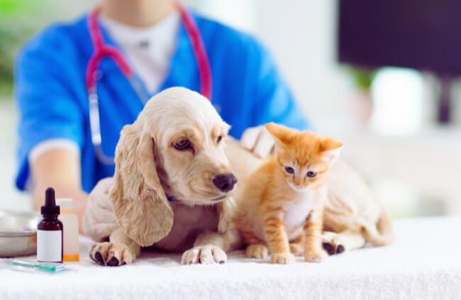 Woolworths Pet Insurance offers comprehensive coverage with several benefits