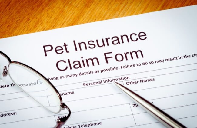 Woolworths pet insurance pros and cons