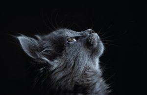 21 Comforting Loss of Cat Poems - Pet Memorial Australia