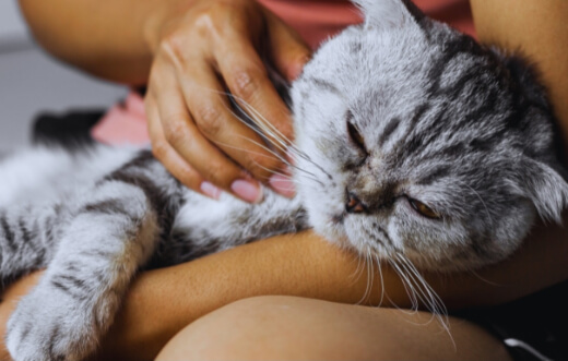 Cat peacefully lying