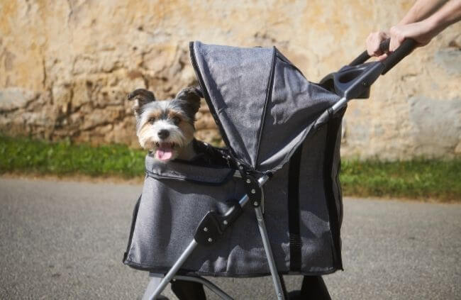 Small dog enjoying a dog outing in a grey pet stroller on a paved path, with owner’s hand on the handle and a stone wall in the background Small dog enjoying a dog outing in a grey pet stroller on a paved path, with owner’s hand on the handle and a stone wall in the background