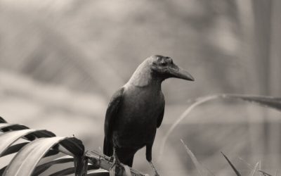 27 Loss Of A Pet Bird Quotes
